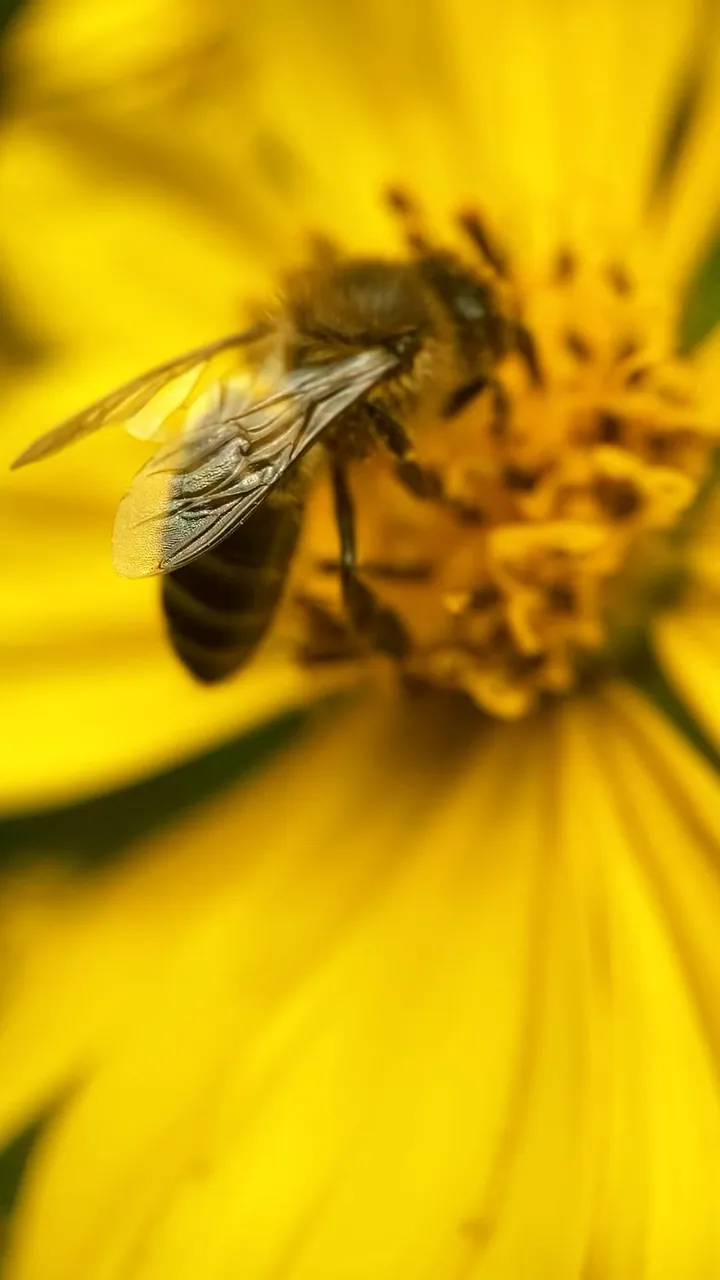 Abeja recolectando polen en una flor amarilla