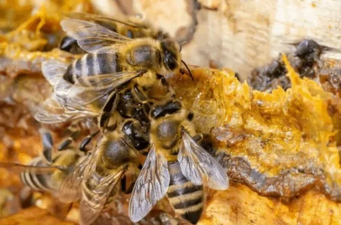 Abejas sobre el panal